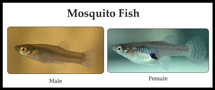 Mosquito fish (Gambusia).jpg