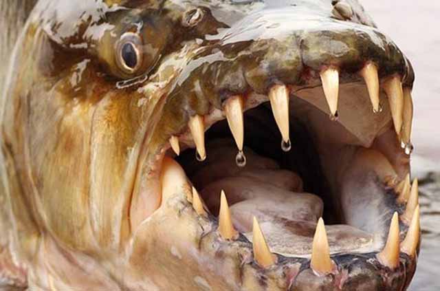 big teeth fish.jpg2.jpg