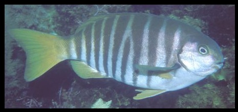 Zebrafish (FV).jpg