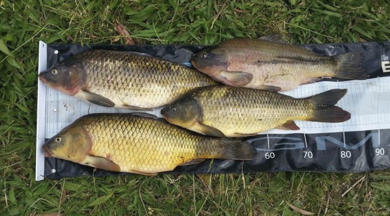 4carp.jpg