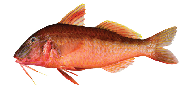 red-mullet-goat-fish.jpg