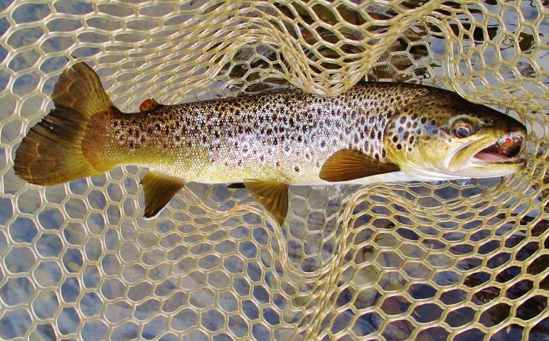 6-A beautiful 1.2kg wild brown trout, (Small).JPG