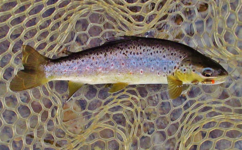 Solid brown brown on Mepps. (Small).JPG