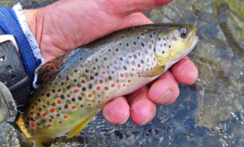 11-One of ten browns caught in another fast water stretch(Small).JPG