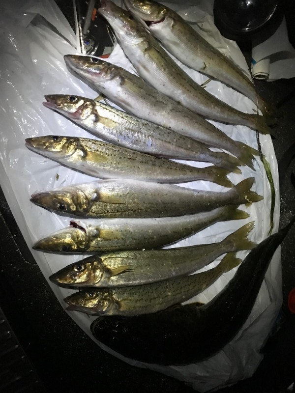 whiting first for season.jpg