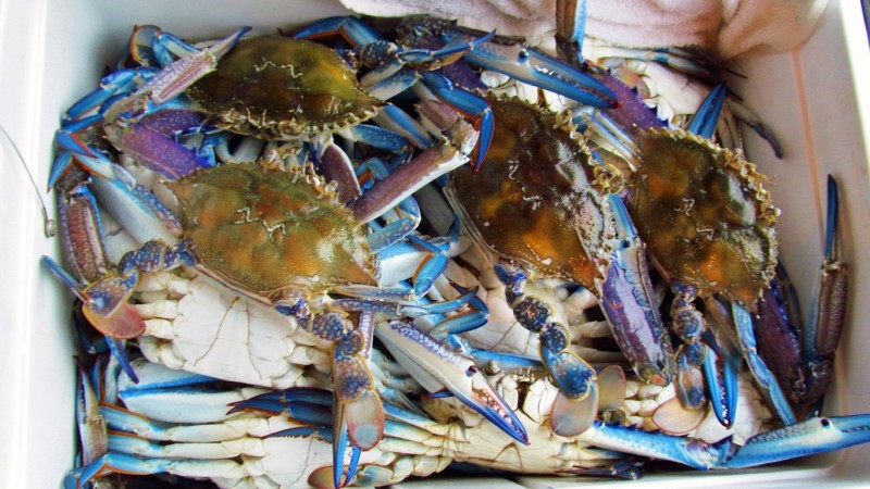 Blue swimmer crabs..(Medium).JPG