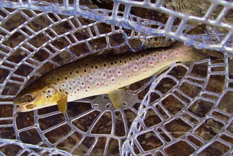 First trout of the day (Medium).JPG