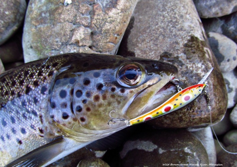 Another wild brown trout caught on Muzzas lure. (31-8-15) (Medium)-1.jpg