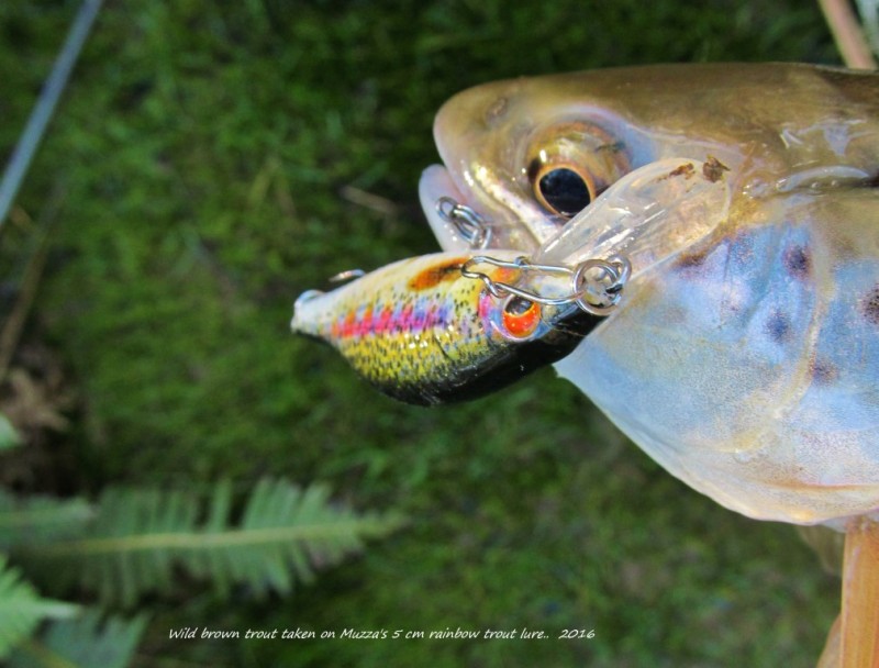 Muzzas 5 cm rainbow trout hard body lure. (Medium).JPG