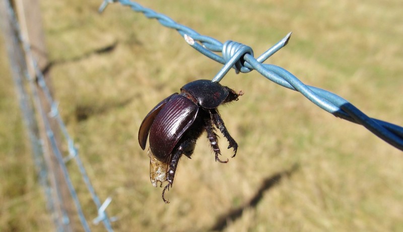 One very unlucky dung beetle.. 17-3-7 (Medium).JPG