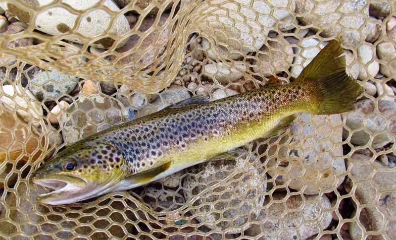 Solid 42 cm wild brown trout, Mersey River, Kimberley. 19-3-17 (Medium).JPG