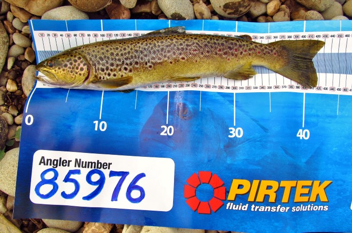 Brown trout, Mersey River.. (Custom) (Small).JPG