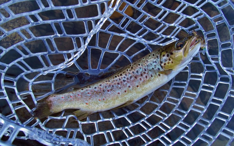 The first trout of the morning, Meander River. 24-3-17 (Medium).JPG