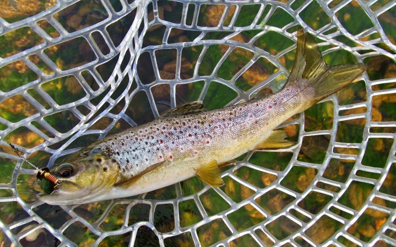 Medium size wild Meander River brown trout. 24-3-17 (Medium).JPG