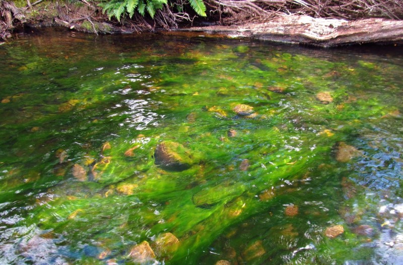 Green algae covers the river bottom, Meander River. (31-3-17) (Medium).JPG