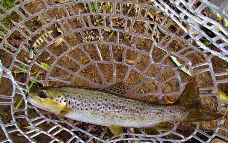 Daiwa lure & wild Mersey River brown trout,.JPG