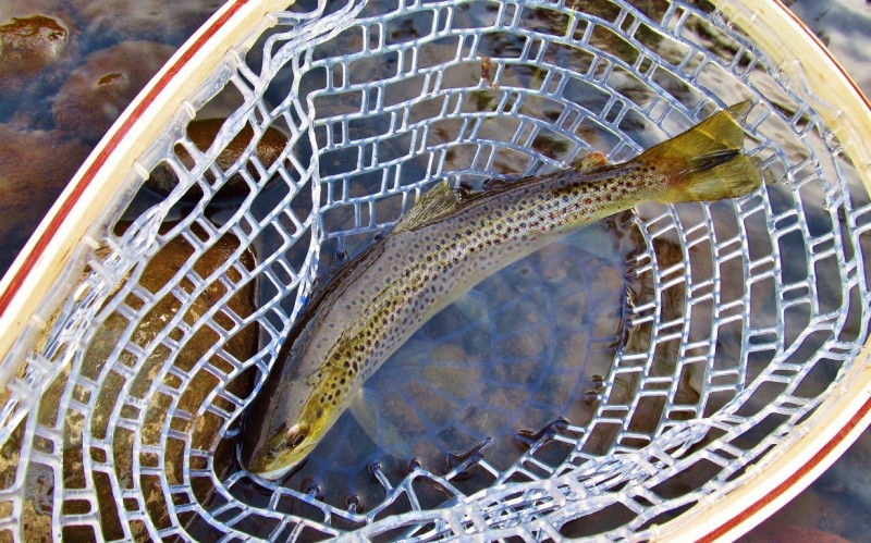 Ready for release, Mersey River brown,. 19-4-17.JPG