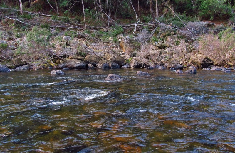 Good trout water, Mersey River. 21-4-17 (Medium).JPG