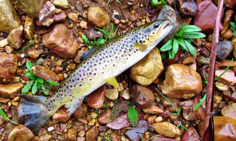 First trout of the day. 22-4-17  (Medium).JPG