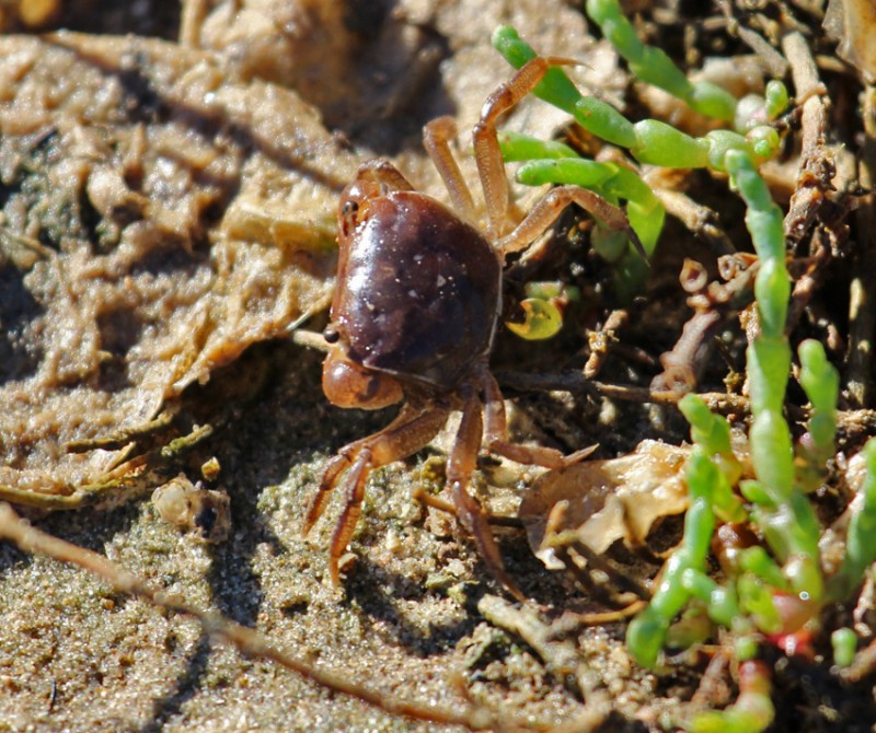 Port River rock crab.jpg
