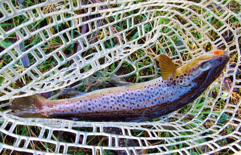 Second brown of the 2017-18 trout season.. (Medium).JPG