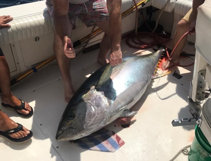 yellowfin.jpg