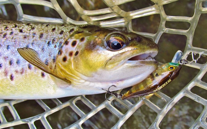 Wild brown trout & Atomic ghost gill brown lure, Meander River. (Medium).JPG