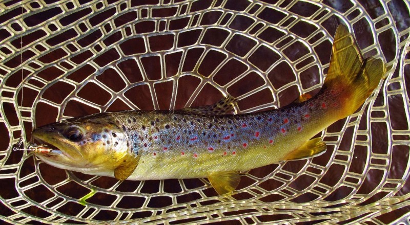 Dasher River brown trout, priv. prop. 4569 (Medium).JPG