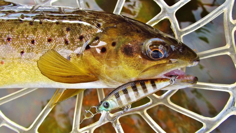 Ghost gill brown & wild Dasher River brown. 4576 (Medium).JPG