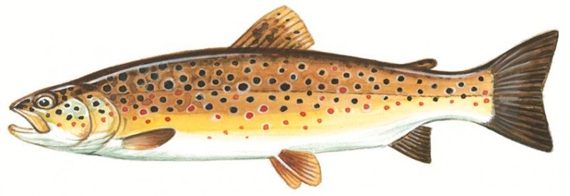 brown-trout-.jpg