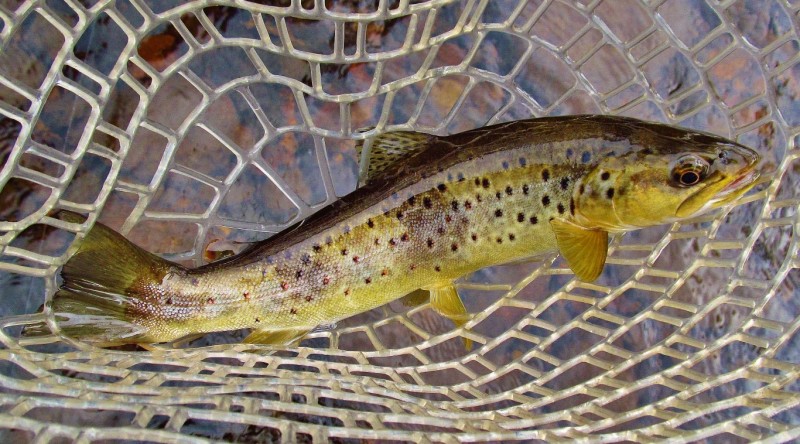 Another Wilmot River brown 4725 (Medium).JPG