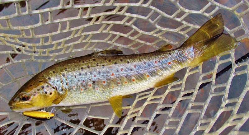 Gold Rapala & Wilmot River brown 4724 (Medium).JPG