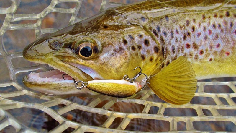 Close up, Wilmot River brown trout,  4715 (Medium).JPG