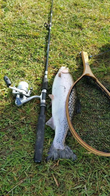 45cm Rainbow trout.jpg