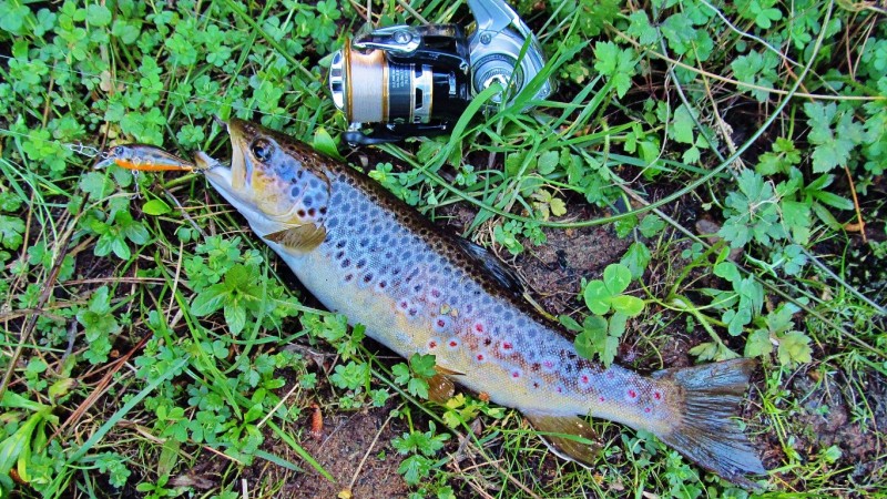 Trout number eight for the day._4844 (Medium).JPG