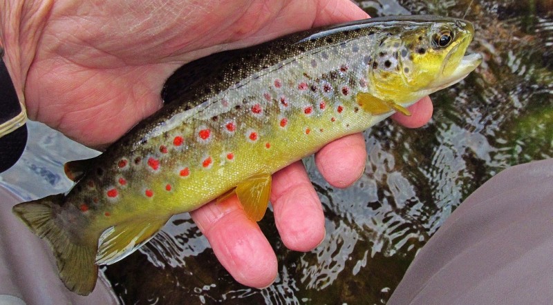 Beautifully coloured Dasher River brown trout. _4913 (Medium).JPG