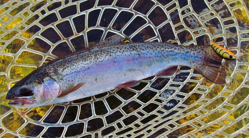First & only rainbow trout of the day, Mersey River._4931 (Medium).JPG