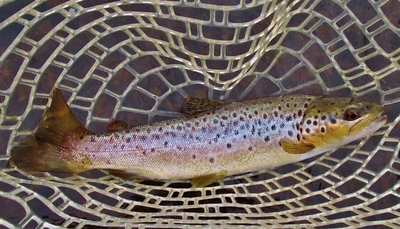 Brown trout, Merseylea..5021 (Medium).JPG