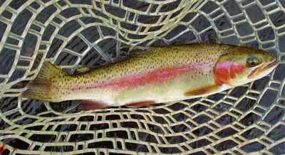 Bright pink stripes on this Mersey rainbow trout..5027 (Medium).JPG