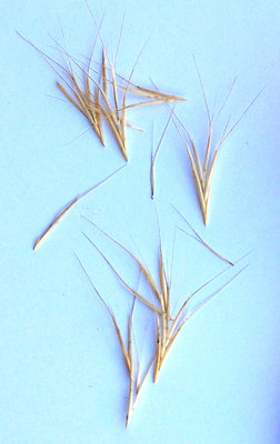 foxtailseeds1.jpg
