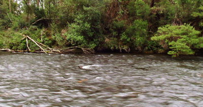 2-First trout ,Meander River above Barretts Bridge, 6.30am (Medium).JPG