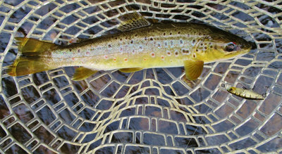 2 Meander River wild brown & Pontoon21 GagaGoon MI Perch lure 5902 (Medium).JPG