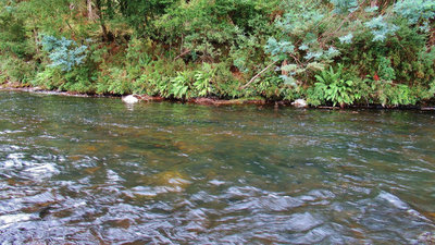1 Trout taken here, Meander River..5904 (Medium).JPG