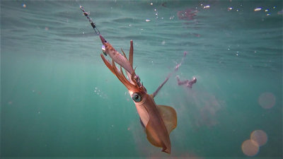 squid 1 (2).jpg