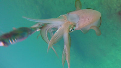 squid 3 (2).jpg