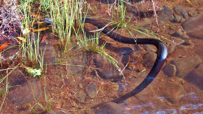 Tiger snake. (Medium).JPG