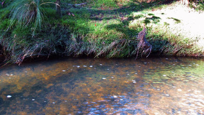 Creek..6060 (Medium).JPG