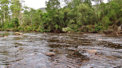 A long cast here drew the 2.45kg trout off the opposite river bank... (Medium).JPG