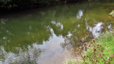 The Creek.. 6127 (Medium).JPG
