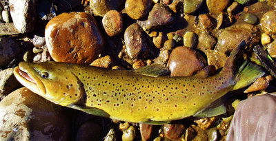 2-My PB brown trout 3.85 kgs, Leven River, 29th April. (Medium).JPG